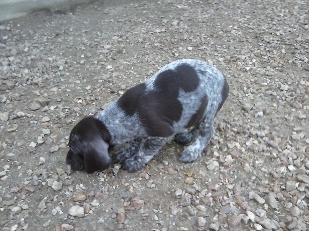 du Clos Bailleaulais - photos des chiots a 5 semaines