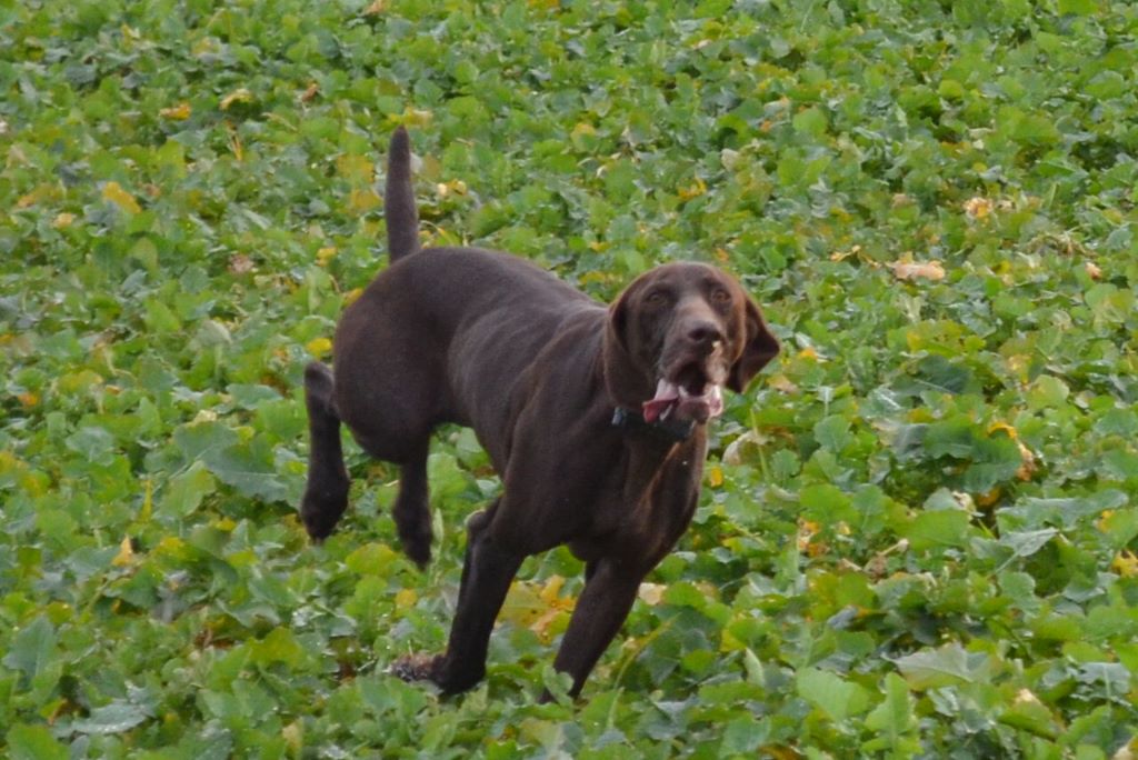 du Clos Bailleaulais - field de lantheuil