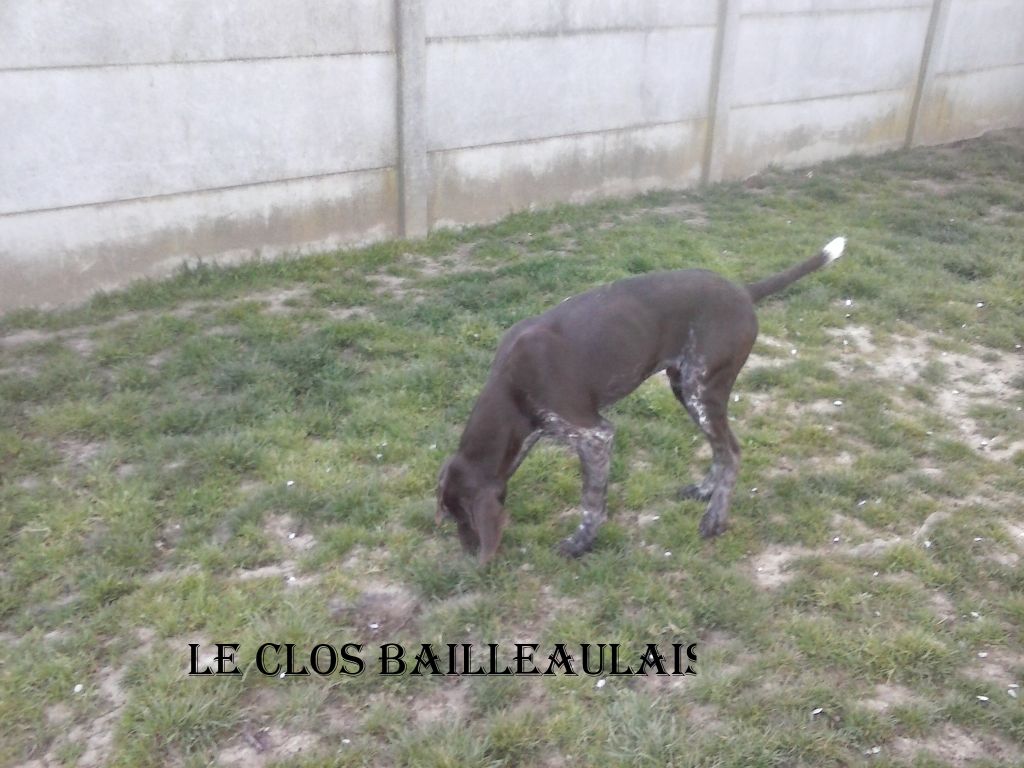 Pharo du Clos Bailleaulais