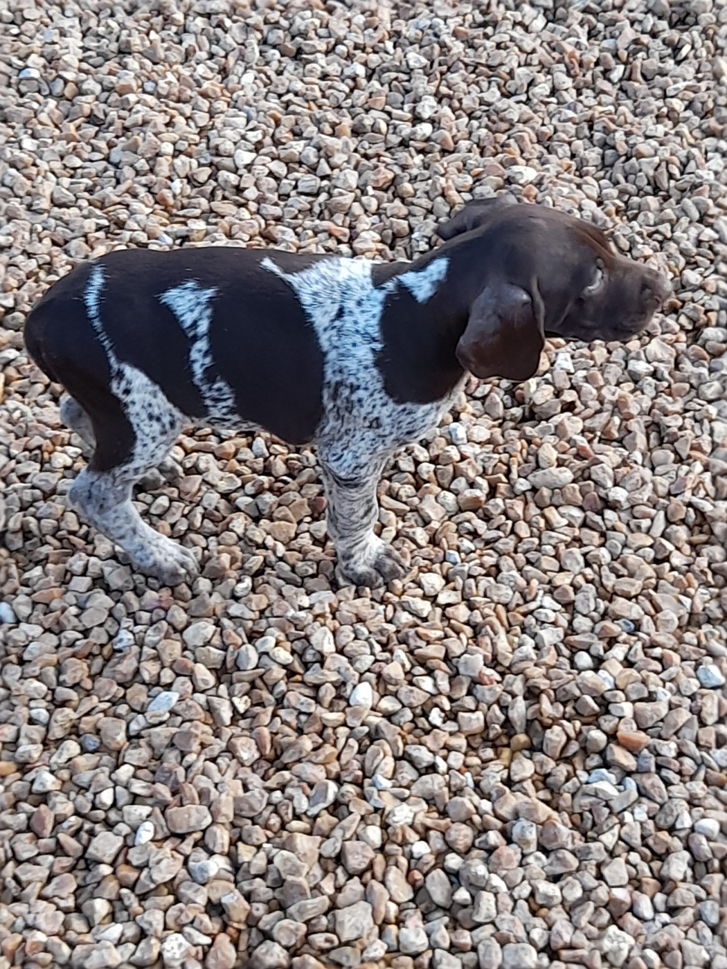 du Clos Bailleaulais - Chiots disponibles - Braque allemand à poil court