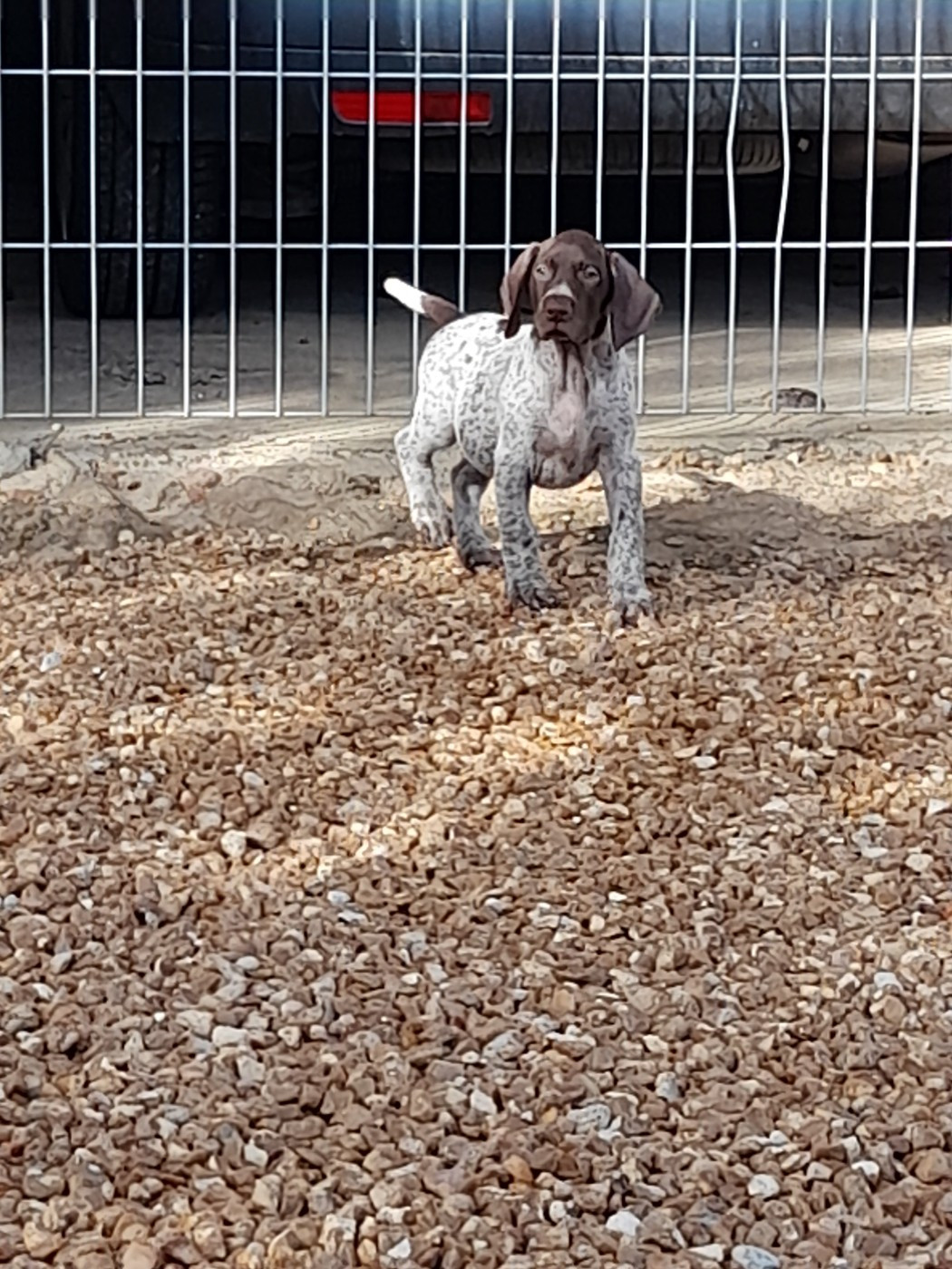 du Clos Bailleaulais - Chiots disponibles - Braque allemand à poil court
