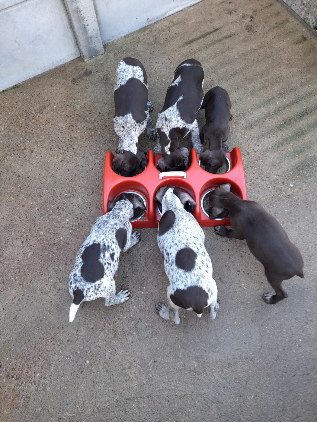 du Clos Bailleaulais - Braque allemand à poil court - Portée née le 09/09/2025