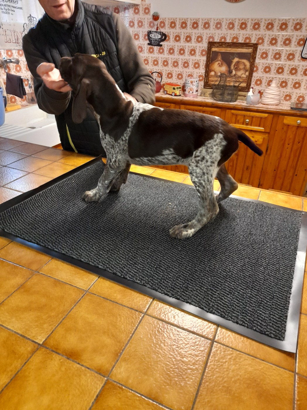 du Clos Bailleaulais - Chiots disponibles - Braque allemand à poil court