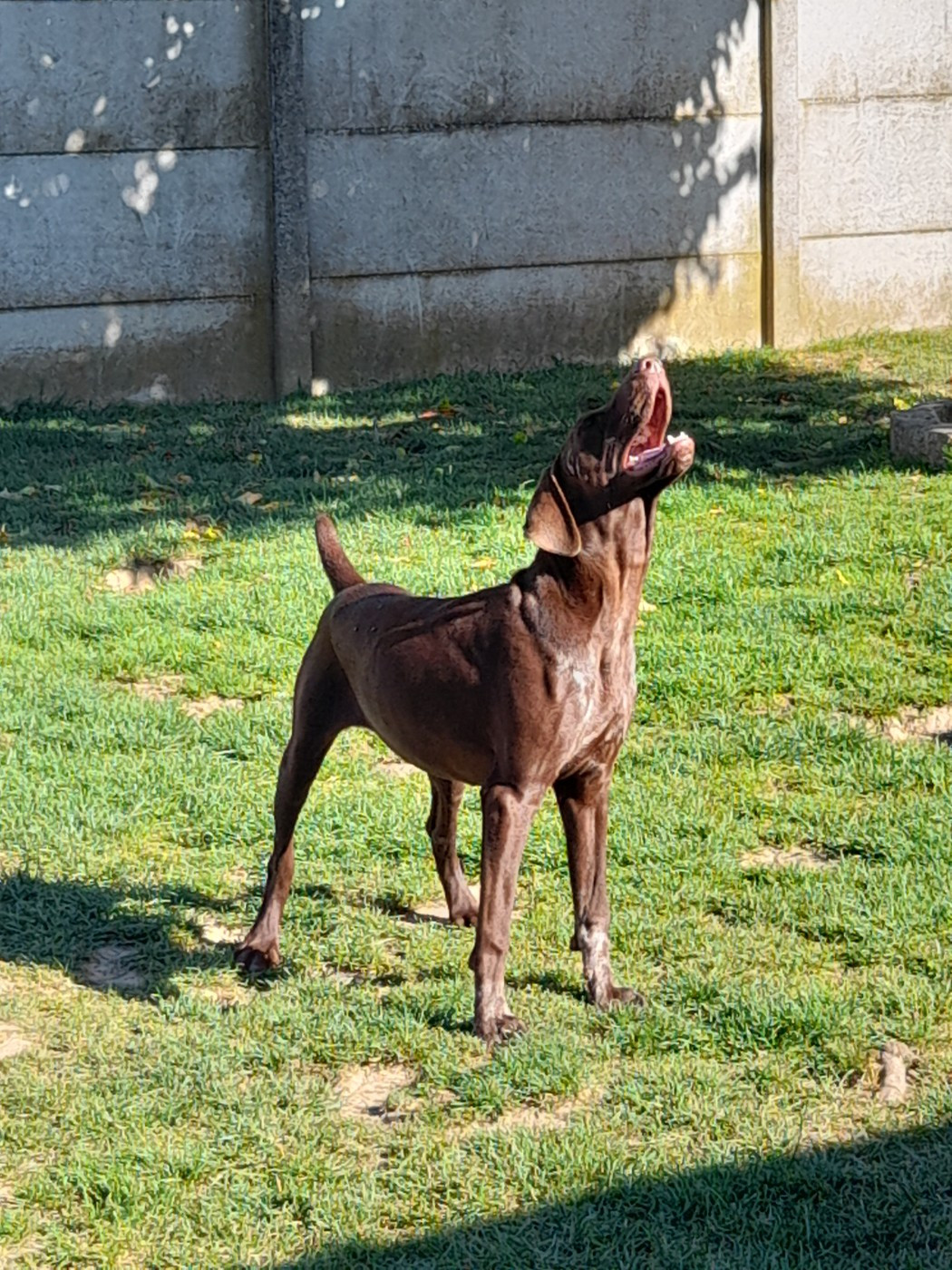 du Clos Bailleaulais - Chiots disponibles - Braque allemand à poil court