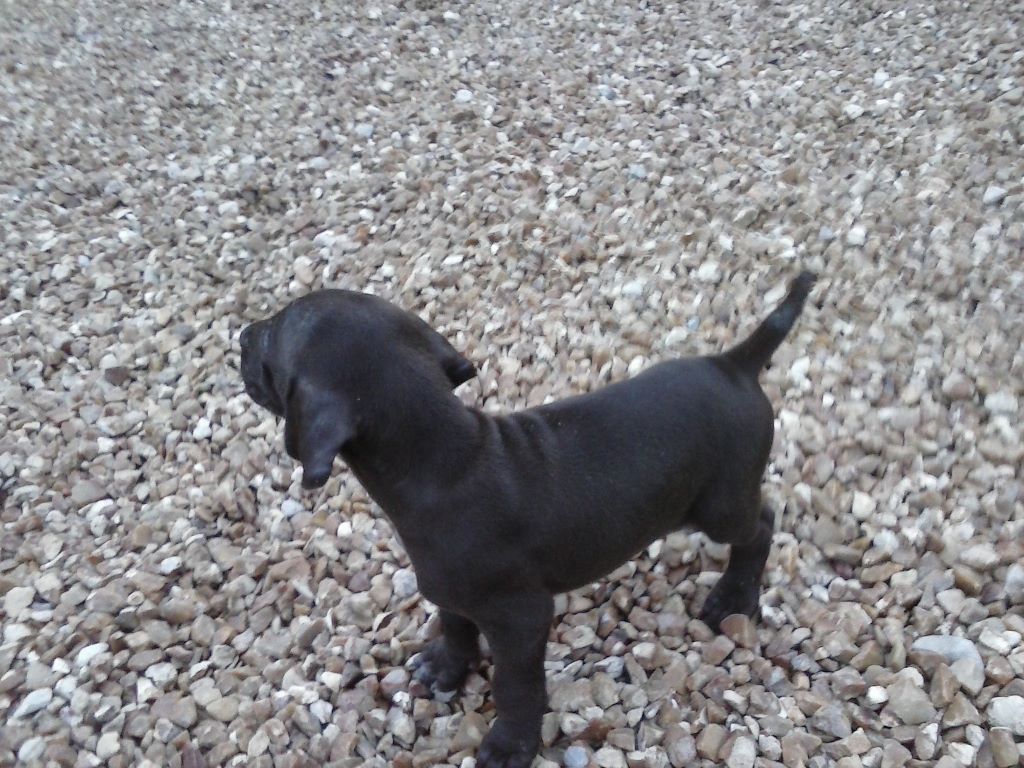 du Clos Bailleaulais - Braque allemand à poil court - Portée née le 13/09/2019