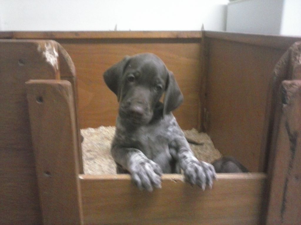 du Clos Bailleaulais - Braque allemand à poil court - Portée née le 03/11/2018