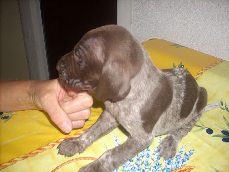 du Clos Bailleaulais - Braque allemand à poil court - Portée née le 19/06/2014